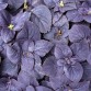 Coleus Solenostemon "Black Prince" - во саксија Ø13